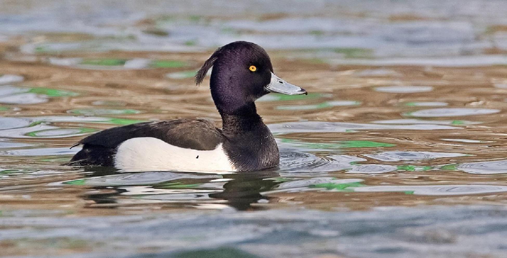 Fewo Im Naturschutzgebiet Hiddenhausen Exterior foto